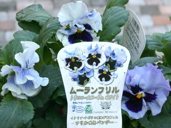 ムーランフリル トリコロールルージュ ホワイト