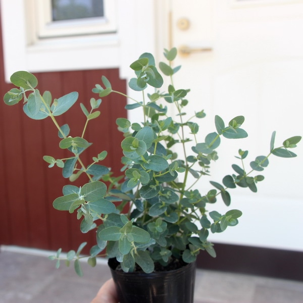 ユーカリ・シルバーダラー