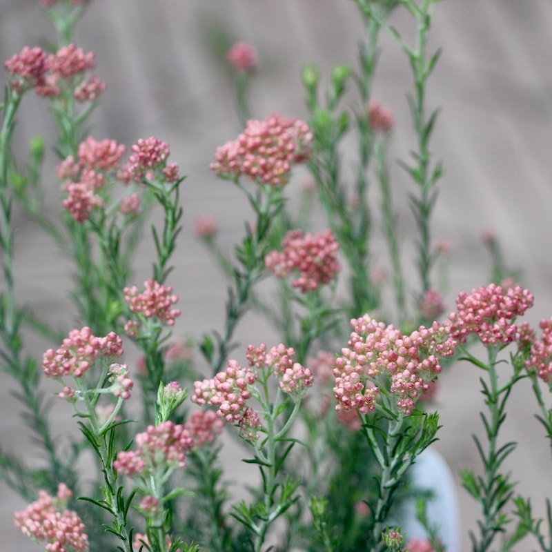 蕾ぎっしりの超良株♪春のおすすめ☆ライスフラワー「マーマレード」