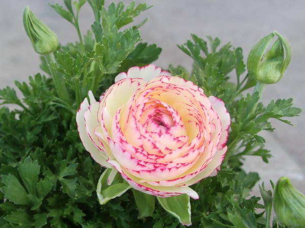 ラナンキュラス「マシェ」1番(3.5号ポット)