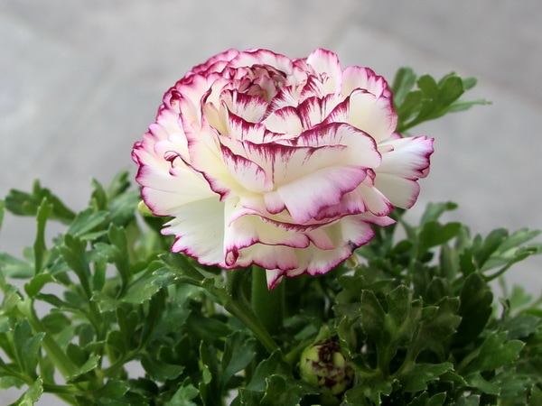 ラナンキュラス「マシェ」3番(3.5号ポット)