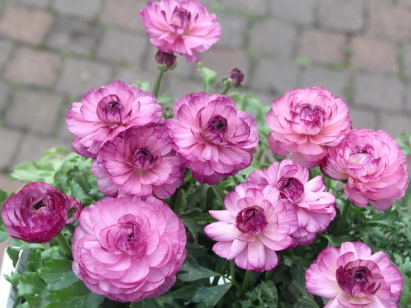 ラナンキュラス「綾リッチ」1番(3.5号ポット)