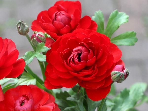 ラナンキュラス「綾リッチ」2番(3.5号ポット)