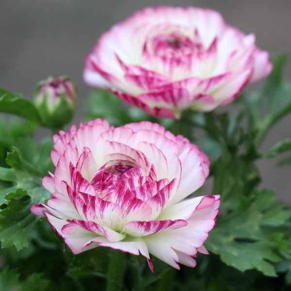 ラナンキュラス「綾リッチ」3番(3.5号ポット)