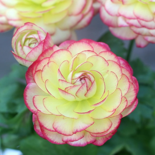 ラナンキュラス「綾リッチ」4番(3.5号ポット)