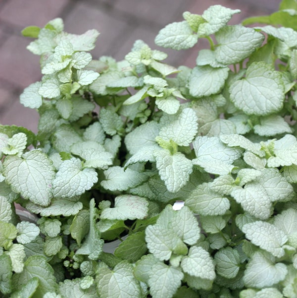 ラミューム(3号ロングポット)