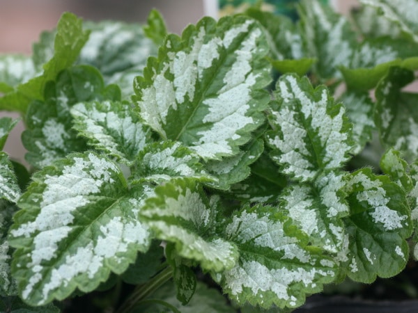 ラミューム「ガリオブドロン」