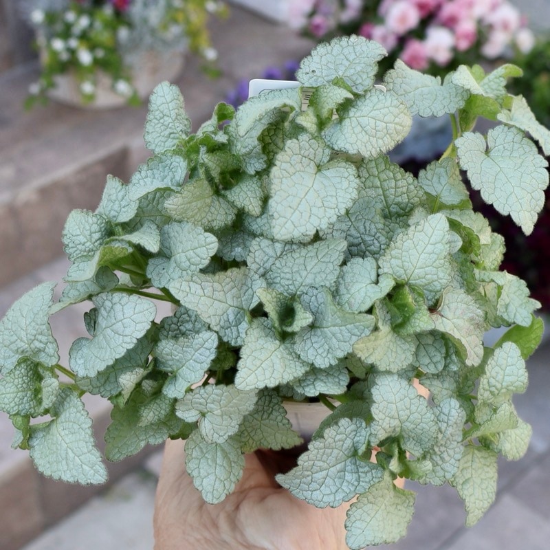 株分け可能☆ボリューム満点株入荷♪ラミューム「スターリングシルバー」