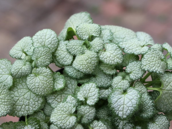 ラミューム「ホワイトナンシー」