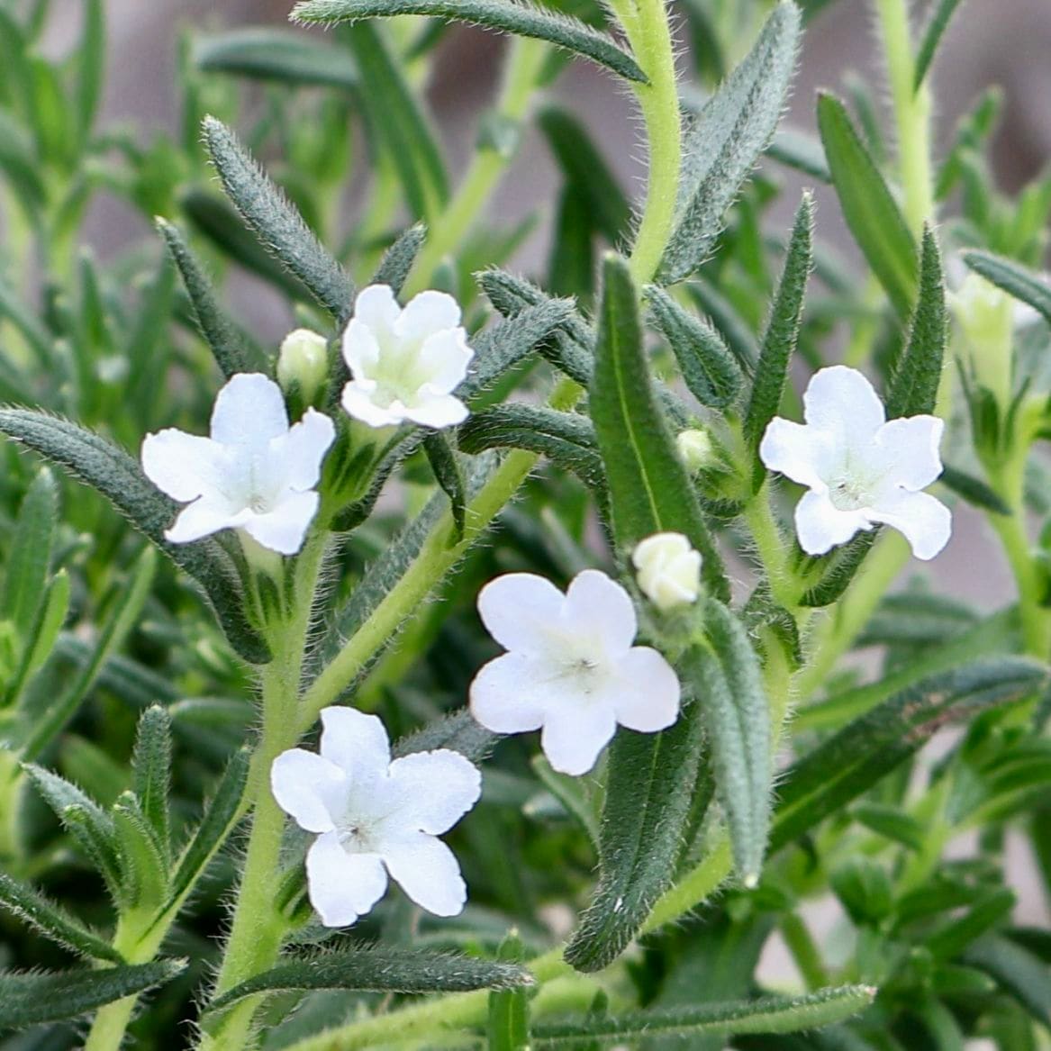 ガーデニア 中型鉢 白い花 植物（花苗・植物）をホワイト系の色から選ぶ｜ネット通販ショップ～風