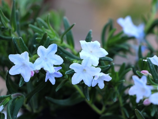 リソドラ・ホワイト(ミヤマホタルカズラ）