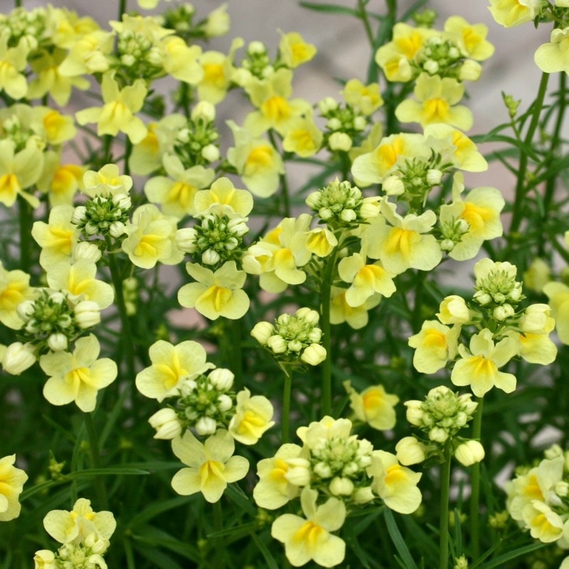 おすすめ♪ボリューム満点株☆リナリア「イエロー」(3.5号ポット)