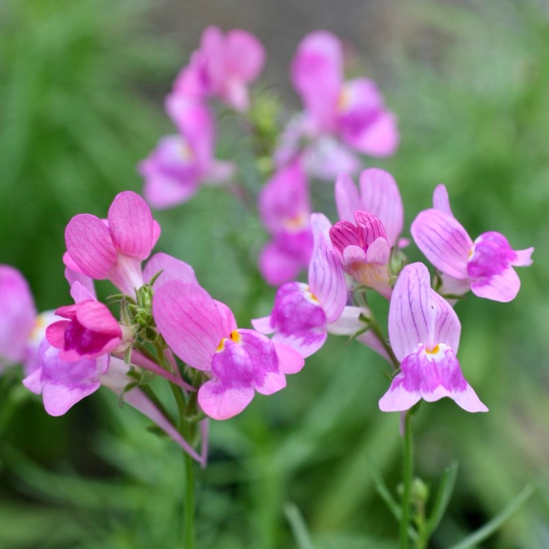 おすすめ♪ボリューム満点株☆リナリア「スポテッドピンク」(3.5号ポット)