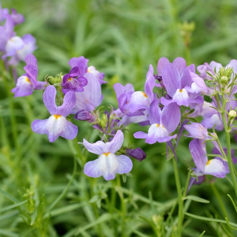 おすすめ♪ボリューム満点株☆リナリア「ブルー」(3.5号ポット)