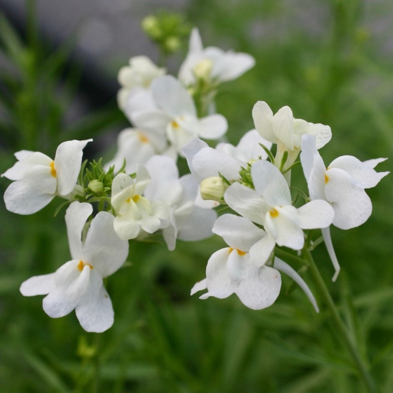 おすすめ♪ボリューム満点株☆リナリア「ホワイト」(3.5号ポット)