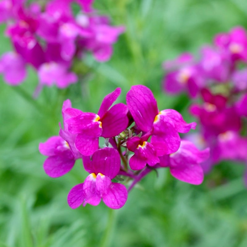 おすすめ♪ボリューム満点☆リナリア「マゼンタローズ」(3.5号ポット)