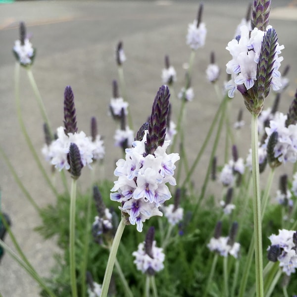 レースラベンダー「エンジェルホワイト」