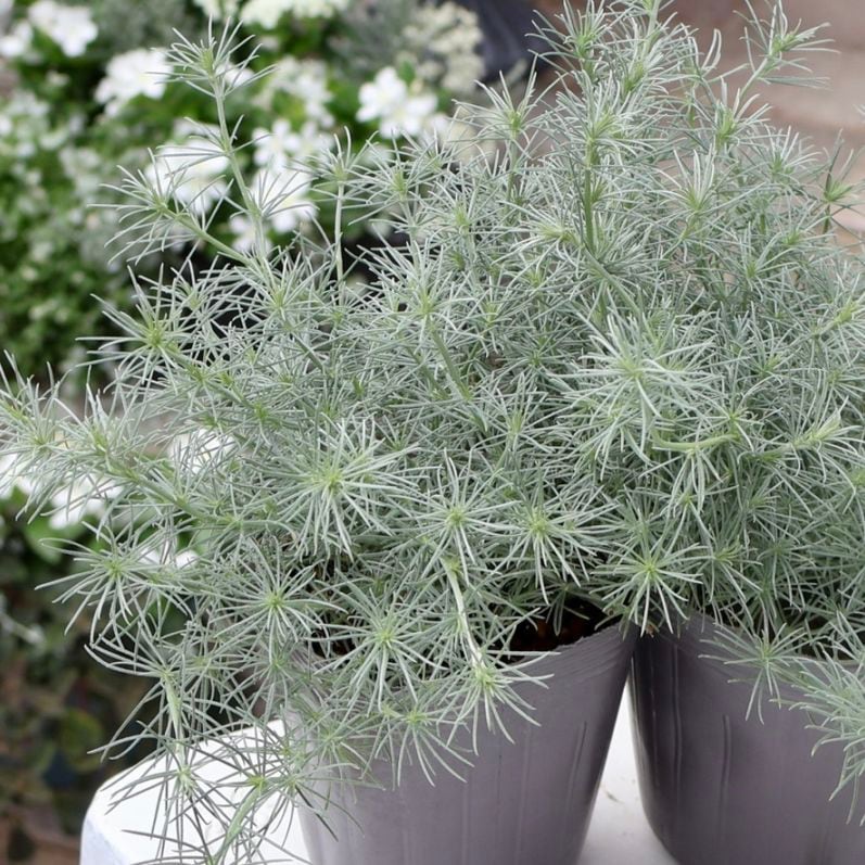 シルバー系｜葉物植物（カラーリーフ）｜ネット通販ショップ～風散歩～