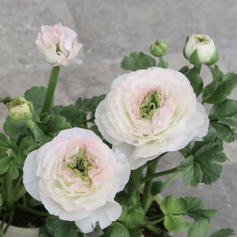 画像(ラスト8枚)と同等品♪ 綾園芸さんのラナンキュラス「ウピス」【5号鉢】　