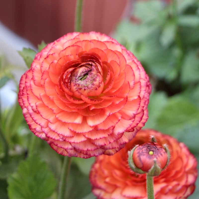 現品限り!!綾園芸さんのラナンキュラス「コリンシア」(5号鉢)