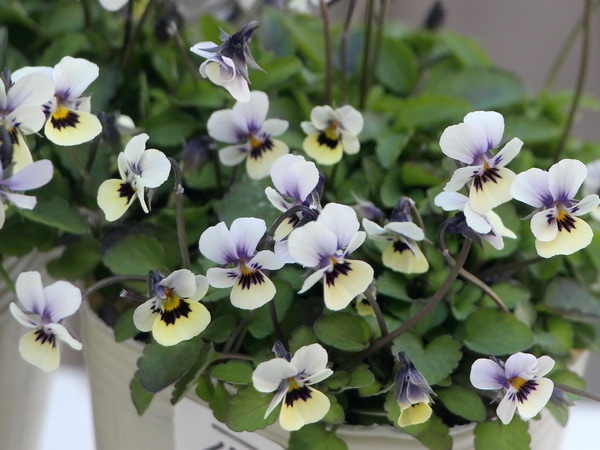 秋田さんの極小輪ビオラ「多摩の星空」<21-18>