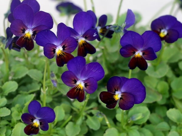 DA　小輪ビオラ VEGIHANA FARMさん】 小輪ビオラ 『ビオレッタ・しずく D』 3.5寸POT