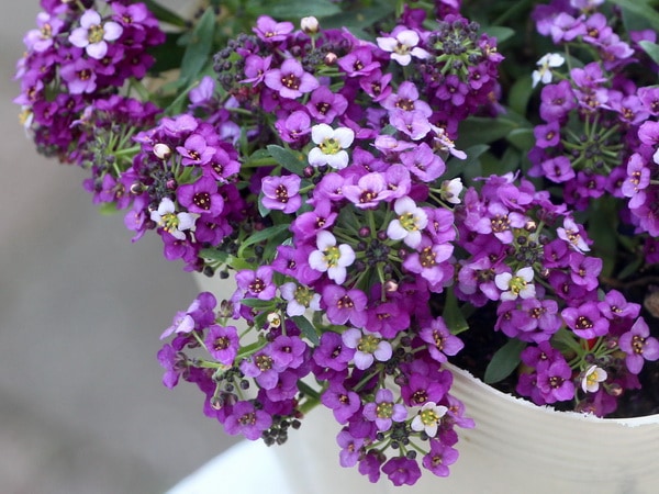 栄養系アリッサム・ストリーム「パープル」(大ポット)