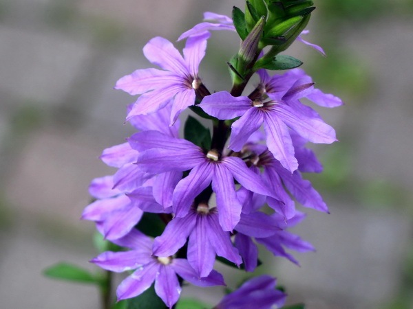 栄養系スカエボラ「ブルータッチ」