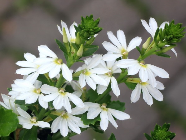 栄養系スカエボラ「ホワイトタッチ」