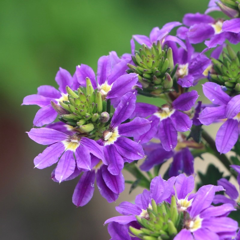 栄養系スカエボラ・ウインドファン「ディープブルー」(3.5号ポット)