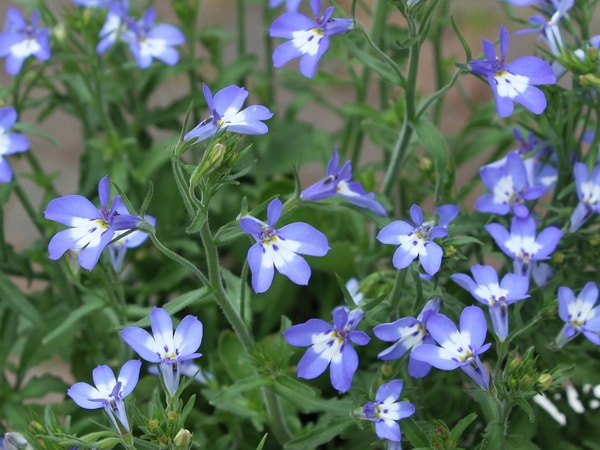 栄養系ロベリア「カリブスカイ」(大ポット)
