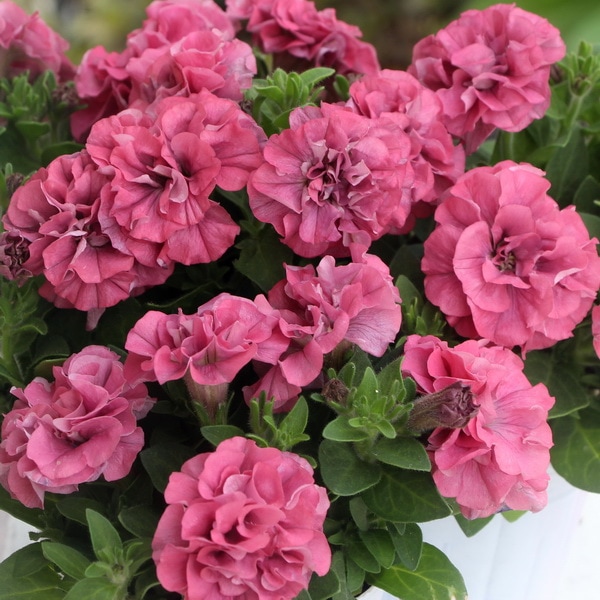 花日和さんの八重咲きペチュニア・ホイップマカロン「フランボワーズ」(3号ロングポット)