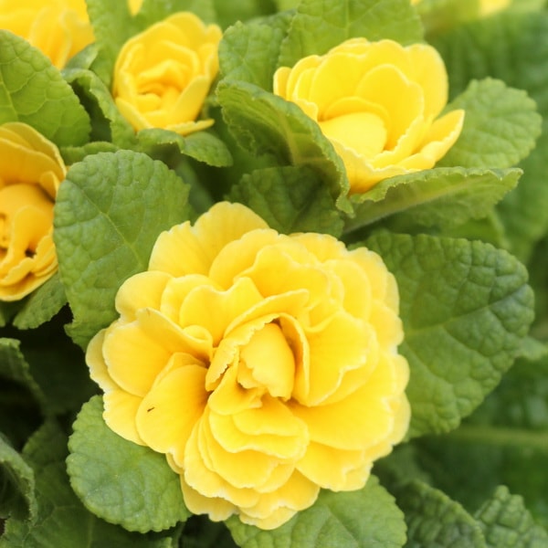 完全八重咲きプリムラ・ベラリーナ「イエロー」(3.5号ポット)