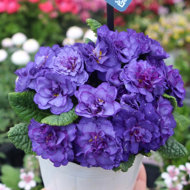 特大株!! 完全八重咲きプリムラ・ベラリーナ「コバルトブルー」(4号ポット)