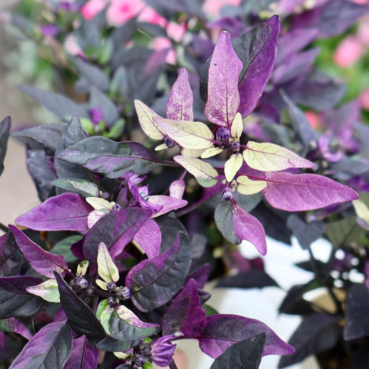 植物（花苗・植物）を色から選ぶ｜ネット通販ショップ～風散歩～