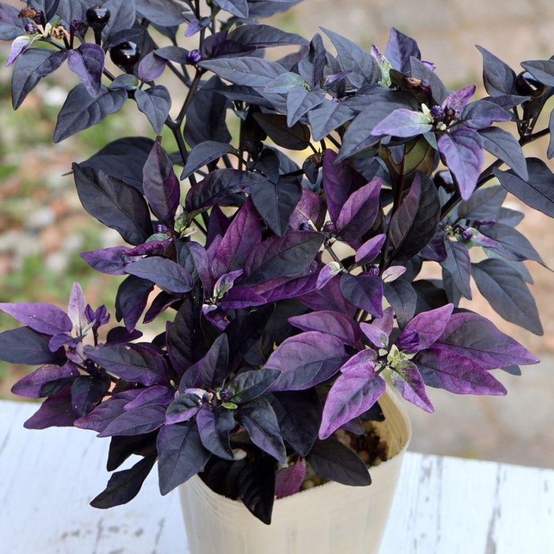 新入荷商品の植物｜リアルタイムの在庫｜ネット通販ショップ～風散歩～
