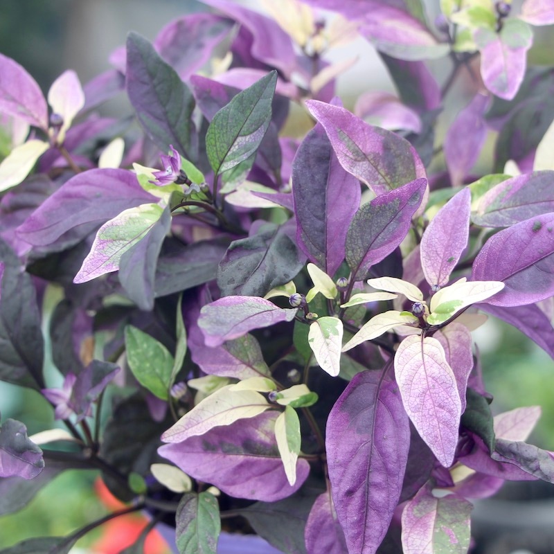 このパープル発色苗が入荷♪観賞用トウガラシ「パープルフラッシュ」1番