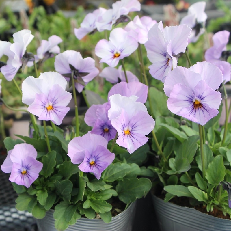 吉村さんのビオラ「ブローインフィールド」＜2番＞21年度