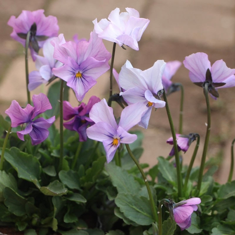 吉村さんのビオラ「ブローインフィールド」＜9番＞21年度