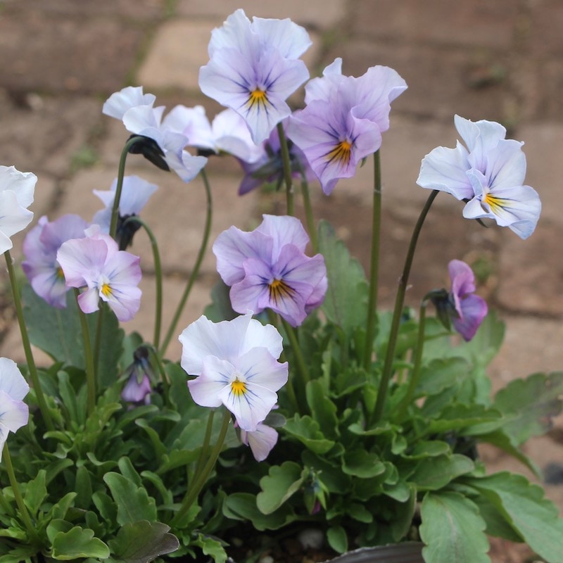 吉村さんのビオラ「ブローインフィールド」＜4番＞21年度