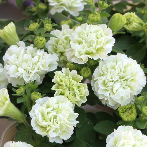 宮島園芸さんの八重咲きミニペチュニア「ホーリーノット」(3.5号ポット)