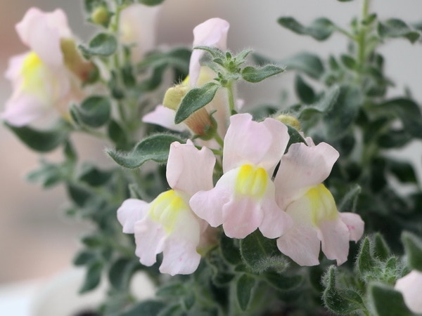 銀葉の宿根リナリア「ミルキーピンク」(3号ポット)