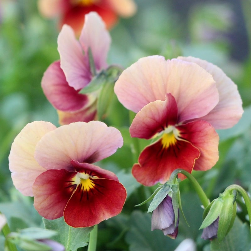 見元ビオラ「ピーチランド」1番