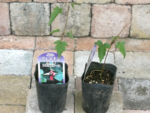 原種クレマチス「アルテルナータ」
