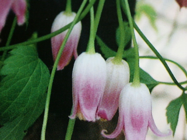 原種クレマチス「タカネハンショウヅル」