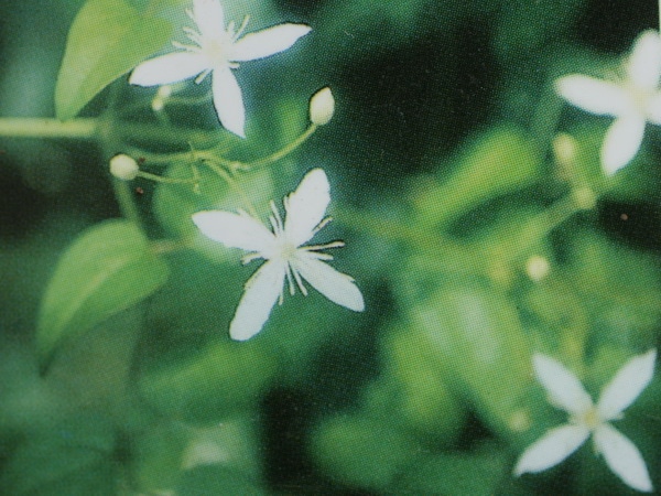 原種クレマチス「チネンシス」