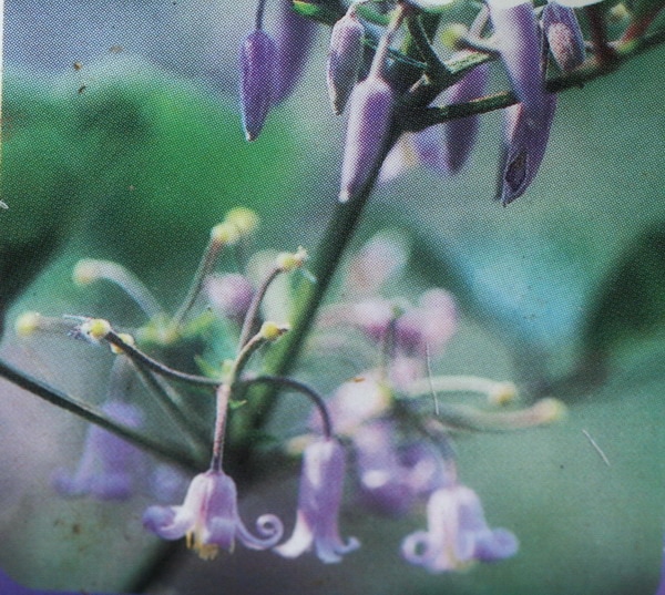 原種クレマチス「ヘラクレフォリア系富士の草ボタン」