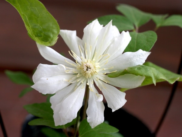 原種クレマチス「雪おこし」