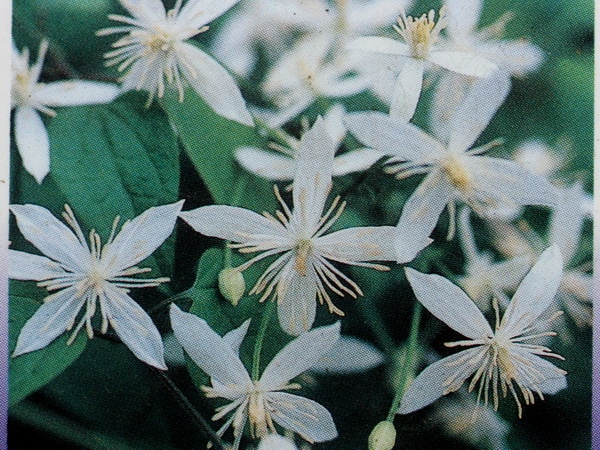 原種クレマチス「仙人草(センニンソウ)」
