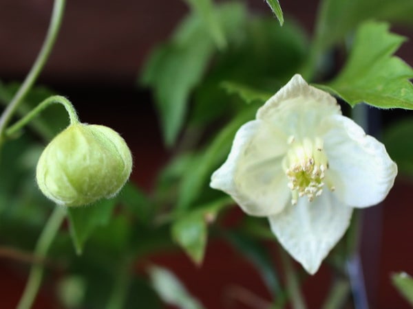 原種クレマチス「白花半鐘ヅル」